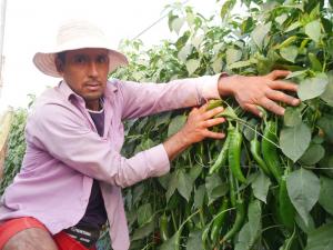 Áncash: por primera vez polinizan cultivo de ají en invernadero