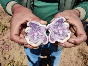 Áncash: productores cosechan 198 variedades de papas nativas