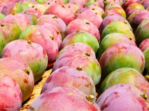Áncash: productores señalan que la jaba de mango ha caído de S/ 170 en 2021 a S/ 60 este año