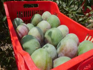 Áncash: productores venden mango para mercado nacional a S/ 0.28 el kilo