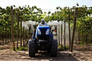 "Ante la gran oferta de uvas, nuestra estrategia es retrasar la producción"