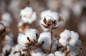 Antes escasez de algodón pima en Piura, textileras importarán más cantidad de este insumo