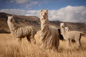 Anticuerpos de la alpaca combaten a variantes brasileña, británica y sudafricana del covid