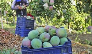 APEM capacita a productores de mango