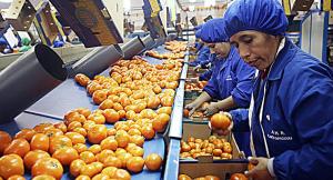 Apertura de nuevos mercados para el mango y cítrico peruanos se aplaza
