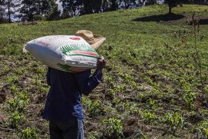 Aprueban Decreto de Urgencia para compra estatal de fertilizantes