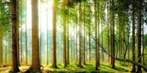 Aprueban la “Agenda Nacional de Investigación Forestal y de Fauna Silvestre 2020-2025”