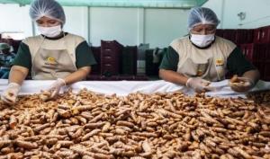 Aprueban medidas transitorias para certificar exportación de jengibre y cúrcuma a la UE y Reino Unido