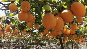 Aprueban norma técnica de buenas prácticas agrícolas para la granadilla peruana