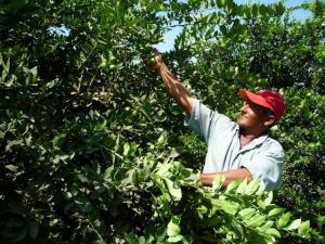 APRUEBAN PLAN DE DESARROLLO DE CAPACIDADES DEL SECTOR PÚBLICO AGRARIO 2014