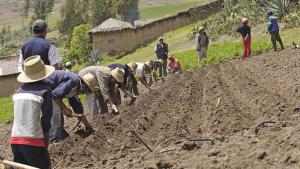 Aprueban primer programa de financiamiento por S/ 250 millones para pequeños agricultores agrarios