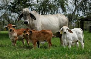 Aprueban requisitos sanitarios para la importación de embriones in vivo de bovino procedentes de Canadá