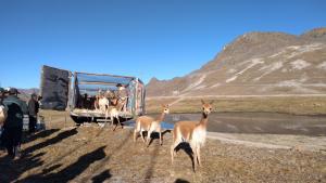 Apurímac: 100 vicuñas fueron liberadas en Abancay