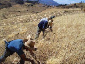 Apurímac: 11 proyectos de irrigación fortalecerán sector agropecuario