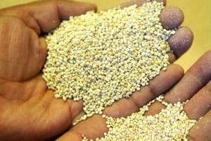 Apurímac: productores de quinua orgánica exportan por primera vez a Francia