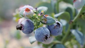 Arándano Ventura es la variedad dominante en Perú