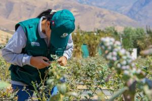 Arándanos peruanos inician conquista de China