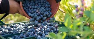 Arándanos peruanos próximos a ingresar a Taiwán