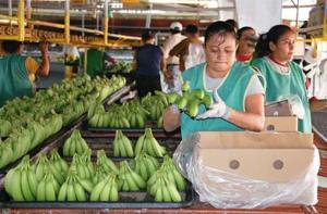 ARÁNDANOS Y BANANO ORGÁNICO ENTRE LOS QUE MÁS CRECIERON EN EXPORTACIONES A EE.UU.