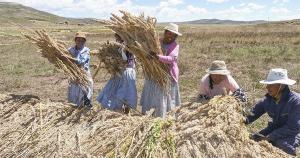 Área de quinua se reduciría -1.2% en la campaña agrícola 2025/2026