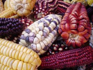 Área sembrada de maíz amiláceo representó el 10% del total de hectáreas de cultivos transitorios del país en 2019