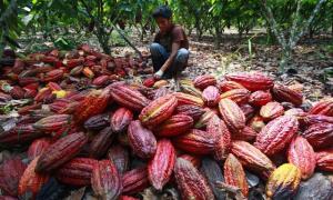 ÁREAS DE CACAO EN PERÚ CRECIERON A UN RITMO ANUAL DE 16%  ENTRE EL 2005 Y 2012