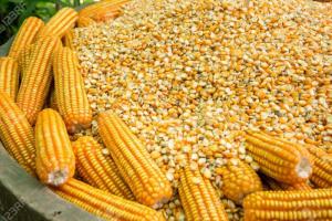 Áreas sembradas de maíz amarillo aumentan en el país por los mayores precios en el mercado
