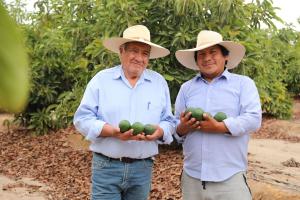 Arequipa: agricultores de Majes multiplican por ocho sus ingresos con cambio de siembra de panllevar a frutales