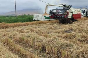 Arequipa: agricultores del valle de Tambo cosechan 3.000 topos de arroz