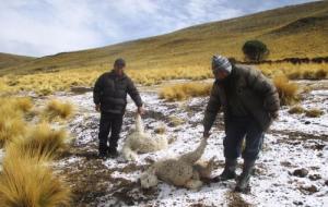 Arequipa: reportan 3.0000 camélidos muertos por heladas