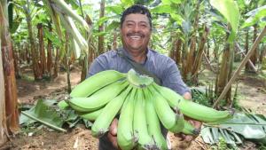 Argentina abre su mercado al banano peruano