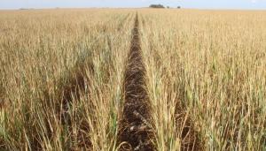 Argentina: advierten desplome en cosecha de trigo hasta solo 12,5 millones de toneladas