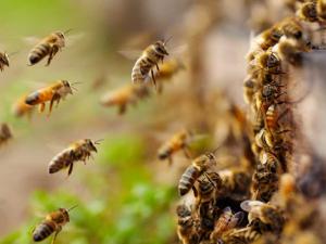 Argentina: alertan que dos agroquímicos interfieren en la polinización de las abejas