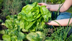 Argentina cuenta con más de 3.6 millones de hectáreas de producción orgánica