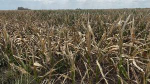 Argentina: estiman caída de hasta US$ 10.000 millones en exportaciones del agro por sequía