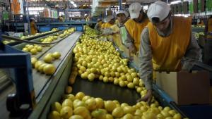 Argentina exportará limones a China por primera vez