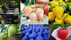 Argentina: producirán frutillas de colores con hidroponía