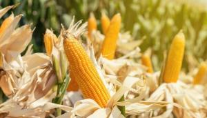 Argentina prueba un nuevo maíz transgénico, con múltiple resistencia a herbicidas