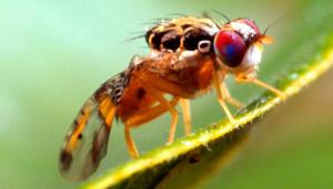 Argentina vende 440 millones de moscas estériles a Marruecos para controlar plagas