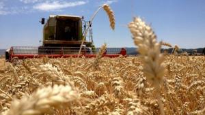 Argentina y Canadá abastecieron con el 88.4% del total del trigo en grano importado por Perú entre enero y marzo del presente año