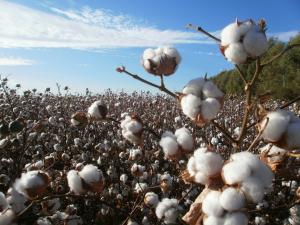 Armani comprará algodón a productores piuranos