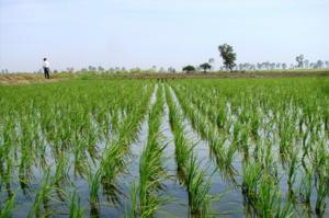 ARROZ IMPORTADO DE ASIA PONDRÍA EN PELIGRO CULTIVO NACIONAL