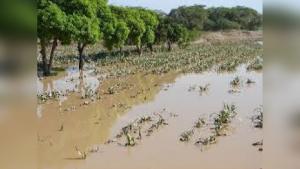 Aseguradoras ya pagaron US$ 70 millones a afectados por El Niño Costero