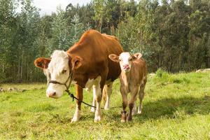 Asignarán aretes de identificación al ganado vacuno de Cajamarca