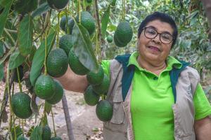 Asociación La Joya Agro Export logró cuadruplicar rendimiento productivo de palta Hass en tres años