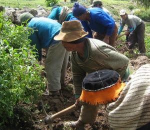 ASOCIATIVIDAD ENTRE PEQUEÑOS AGRICULTORES IMPULSA COMPETITIVIDAD