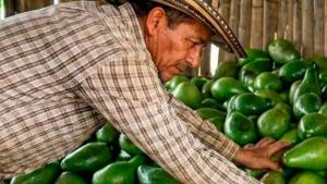 Atención: la palta colombiana se consolida en un producto estrella de su agroexportación