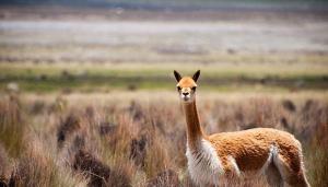 Aumento de población de vicuñas entre las causas para la propagación de la sarna
