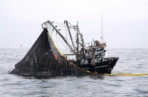 Autorizan inicio de primera temporada de pesca de anchoveta el 2024 en zona sur de Perú