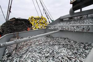 Autorizan inicio de segunda temporada de pesca 2023 del recurso anchoveta